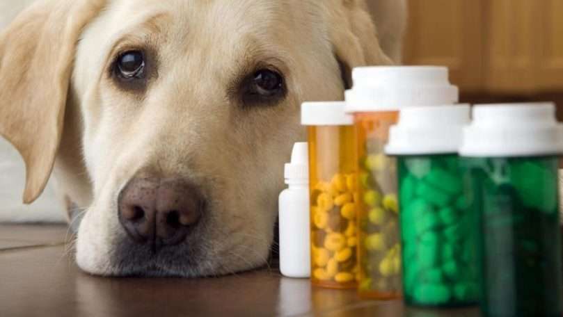 Side effects of steroids on dog's health