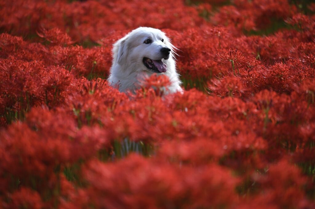 Loving your pets leads to us.