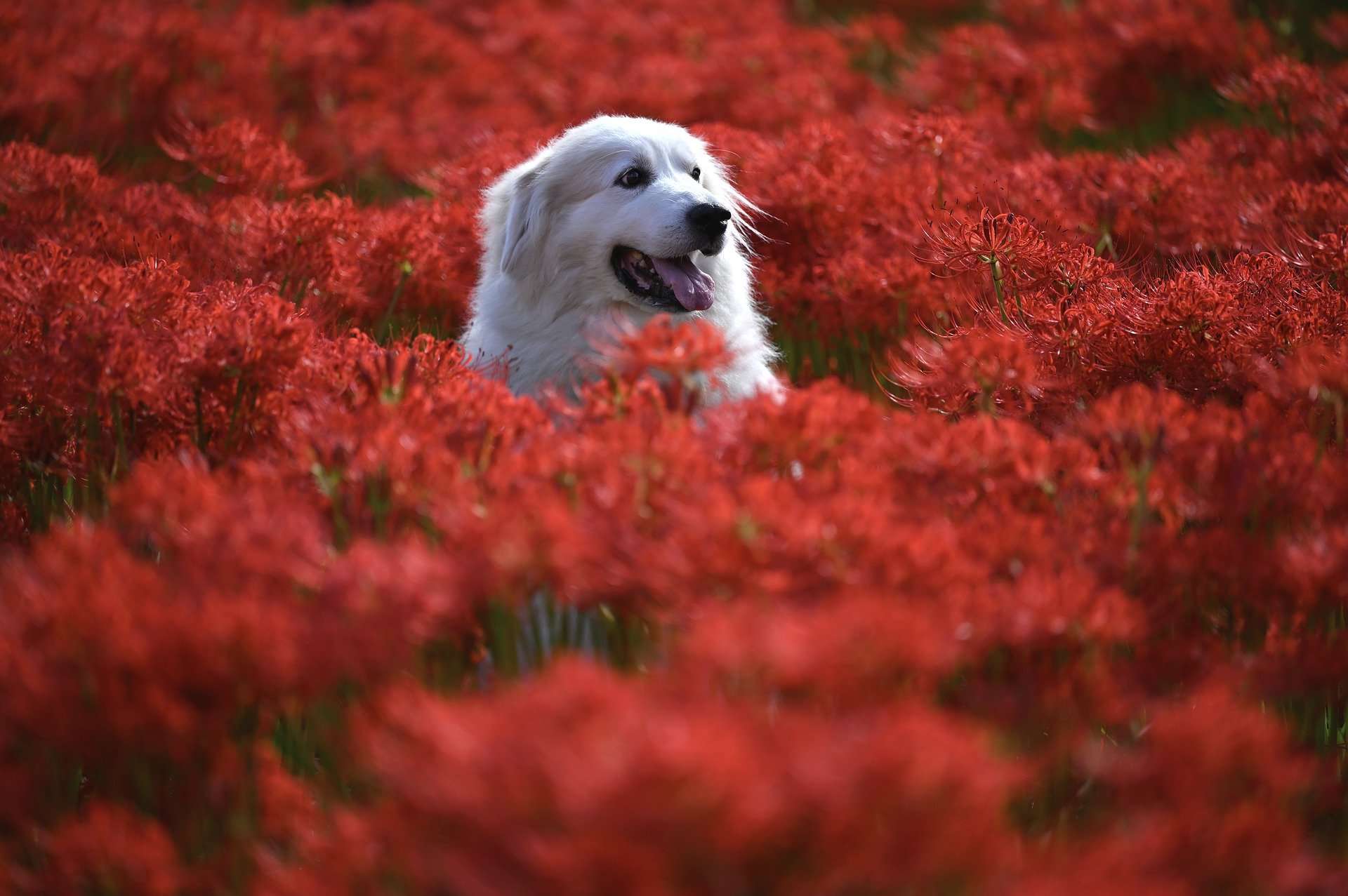 animal-gfefce9a78_1920