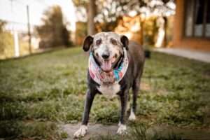 arthritis in senior dogs