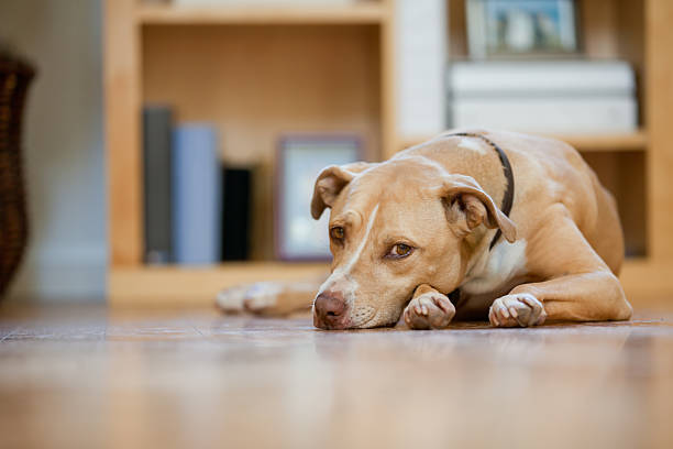 Risks factors related to canine arthritis