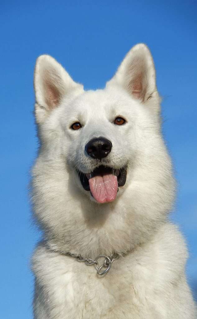 When we see our four-legged children smiling, we get a happy life too