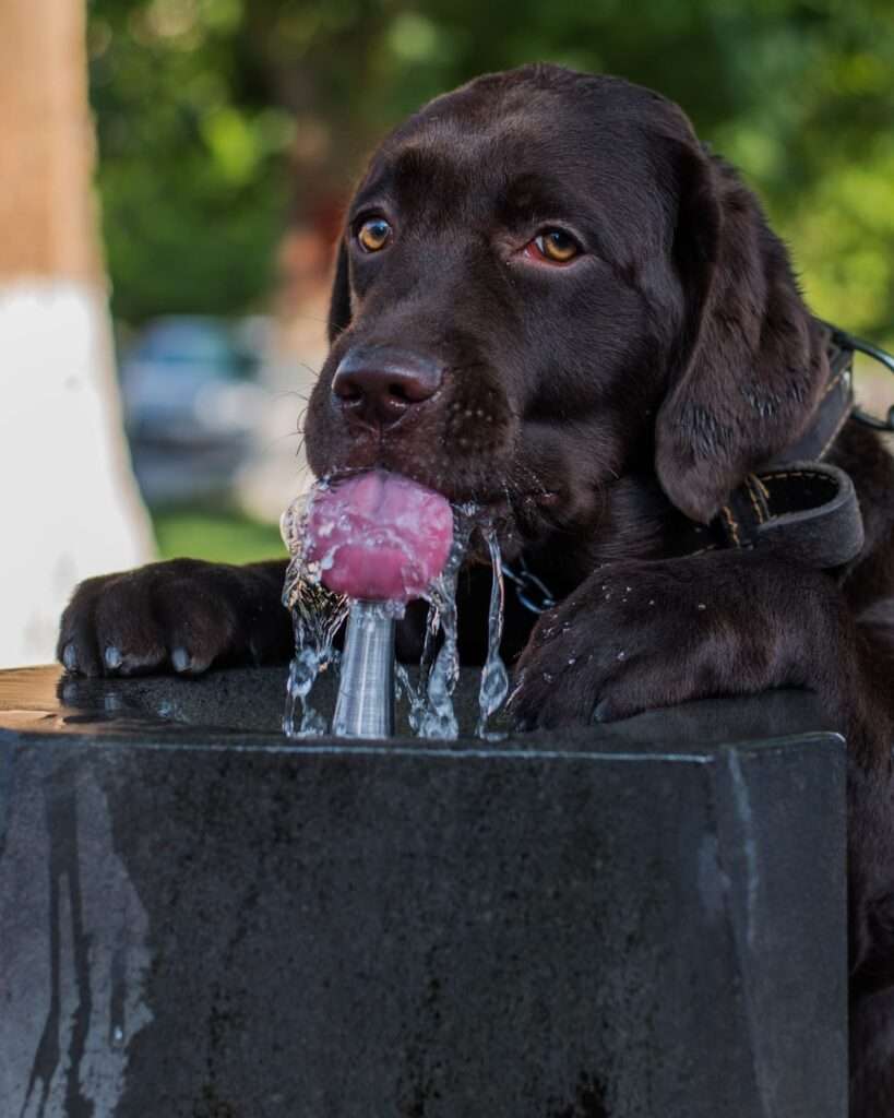 Increase water intake as a side effect of steroids