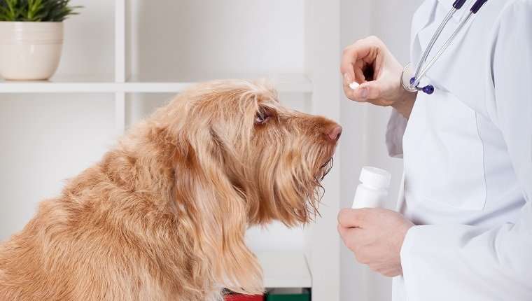 Type of steroids for dogs