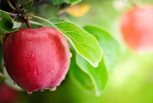 Apples are good for dogs with hypothyroidsm