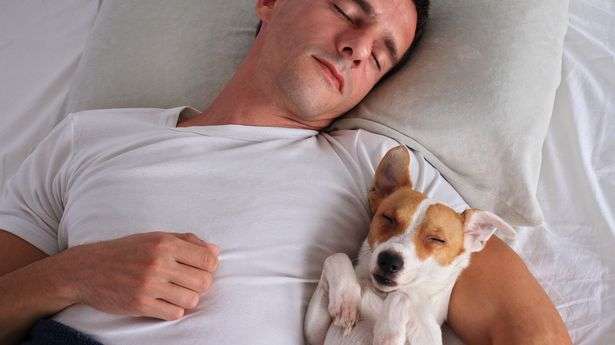 dog sleeps with its owner