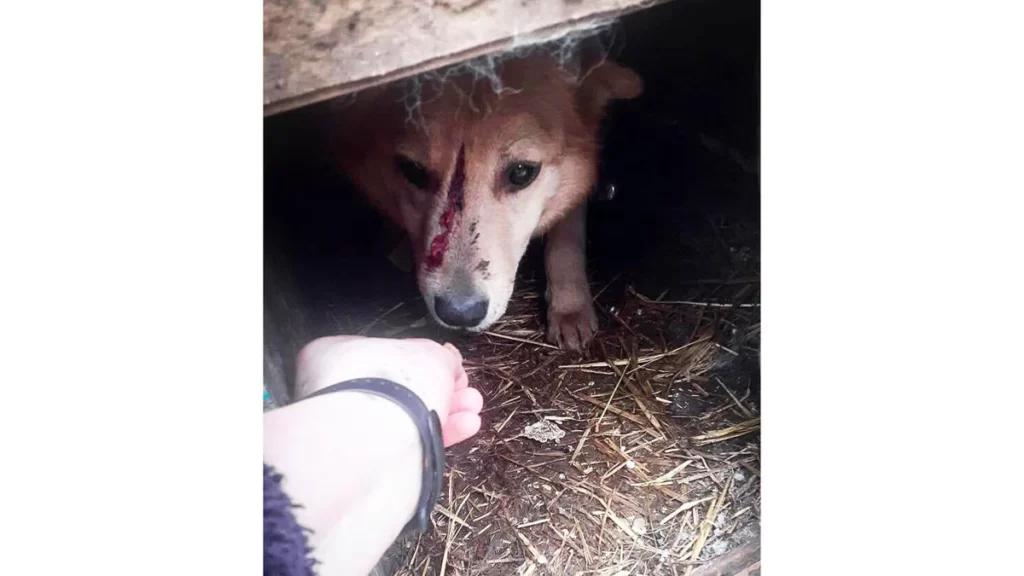 A dog hiding under a broken cart after a bombardment in Ukraine