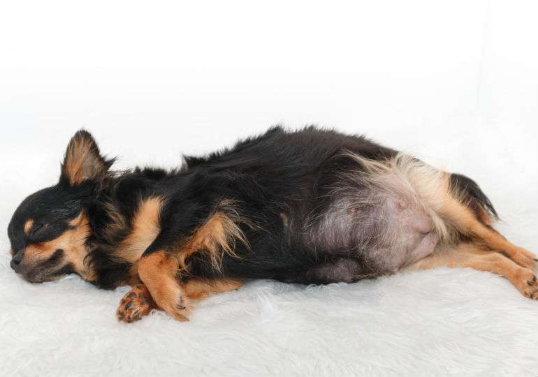 Dog suffering from pyometra 