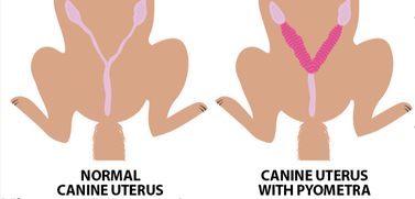 dog uterus with and without pyometra 