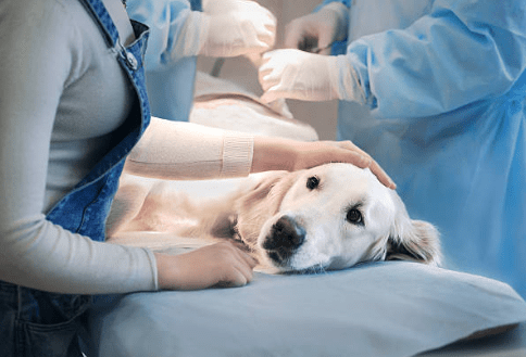 Dog's restless condition before surgery