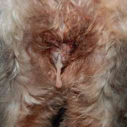 Discharge from the vagina when the dog has open pyometra 