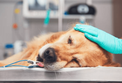 Dog on anesthesia during surgery