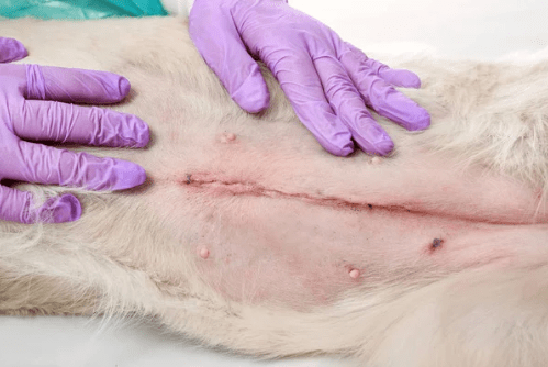 Incision site post-surgery in dogs