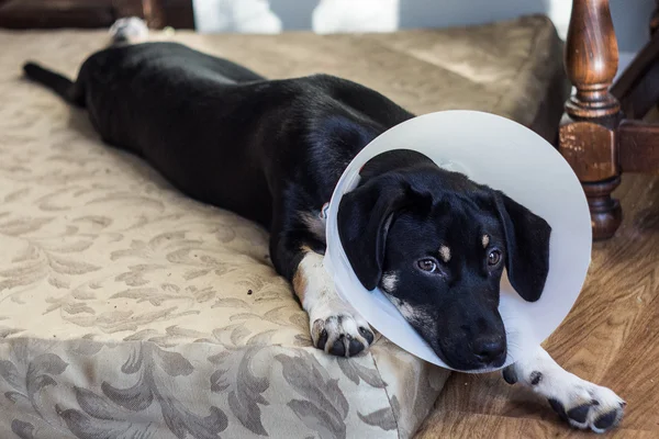 Dog recovering post surgery 