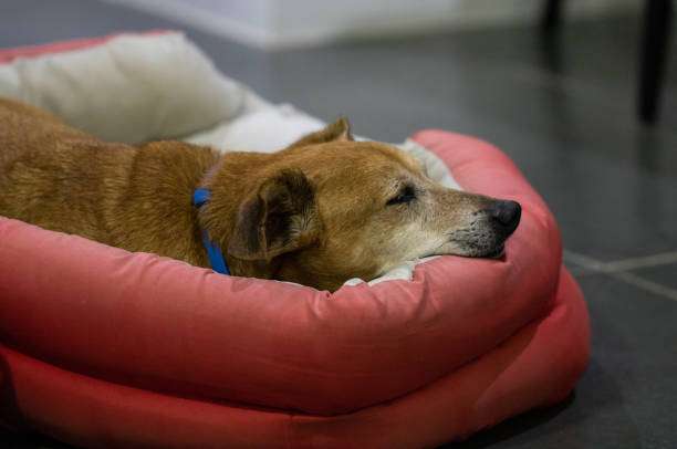 Dog sleeping on a semi-arthritic bed