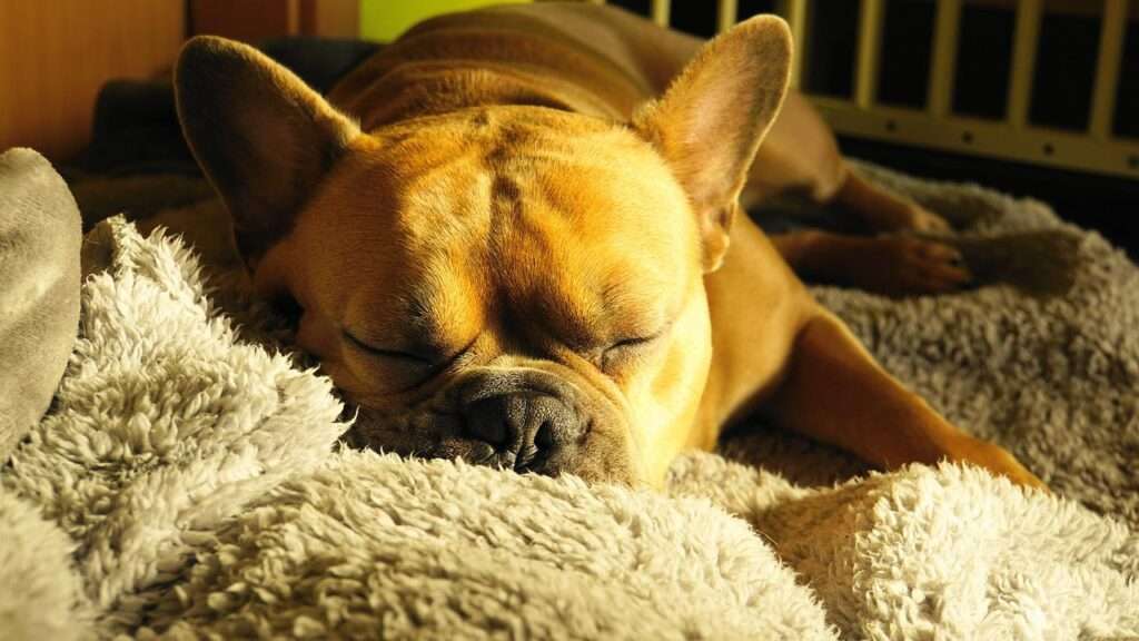 pet dog resting on her bed during false pregnancy