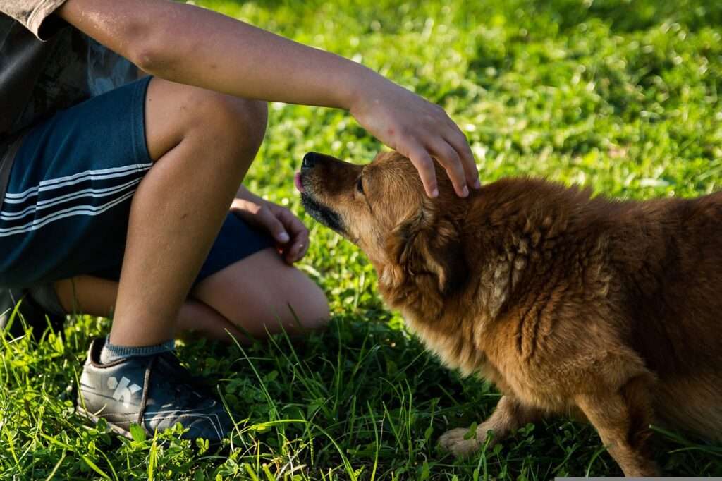 bond between pets and their owner