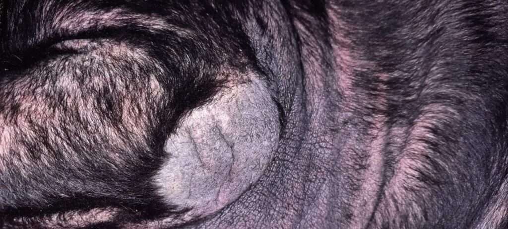 thick skin due to eczema in hypoallergenic dogs