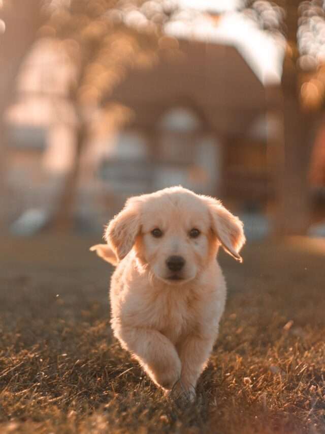 Why pyometra occurs in dogs
