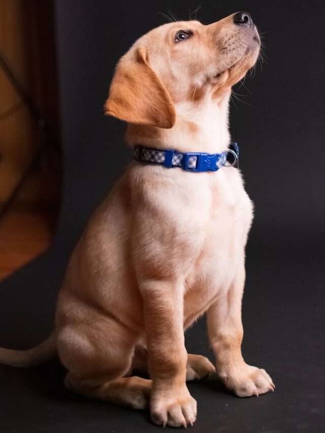 How To Manage Eczema In Hypoallergenic Dogs-8 Natural Ways