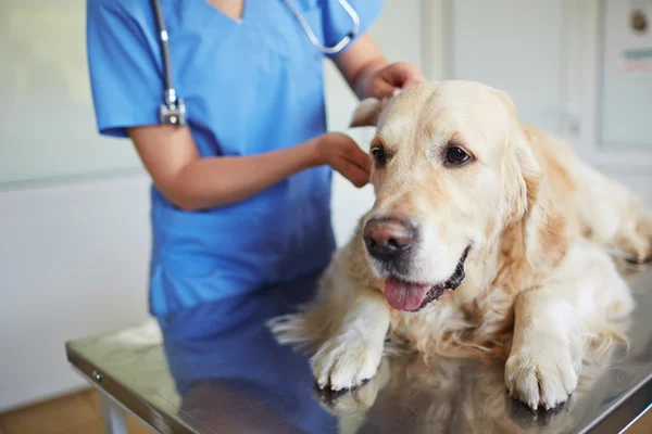 Dog having vet check-up 