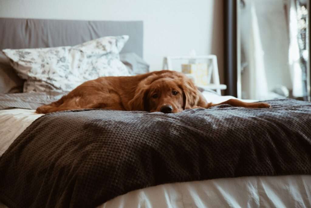 Dog resting on the bed