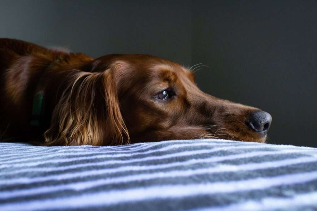 dog resting on bed during false pregnamcy