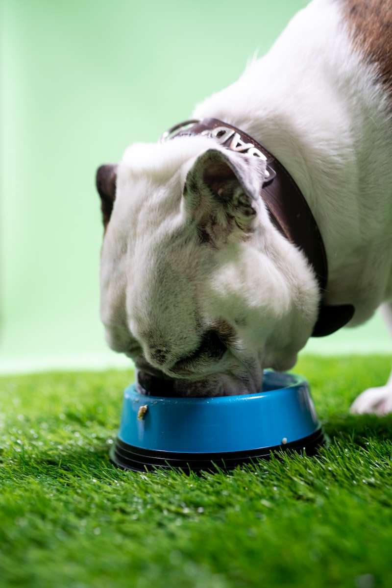 dog eating dry food