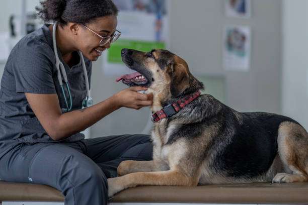 Dog being examined by vet