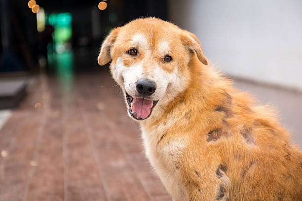 Dog skin issues due to a high level of thyrodism