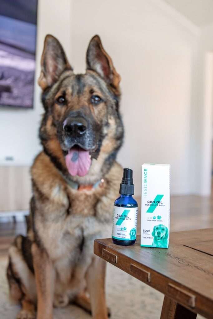 CBD For Dogs