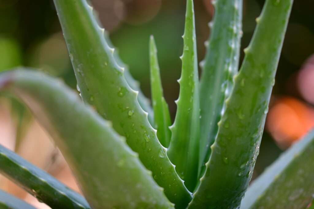 aloe vera leaf extract for eczema in dogs