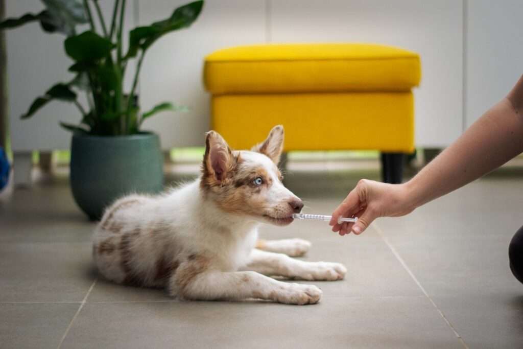 dog having medicine