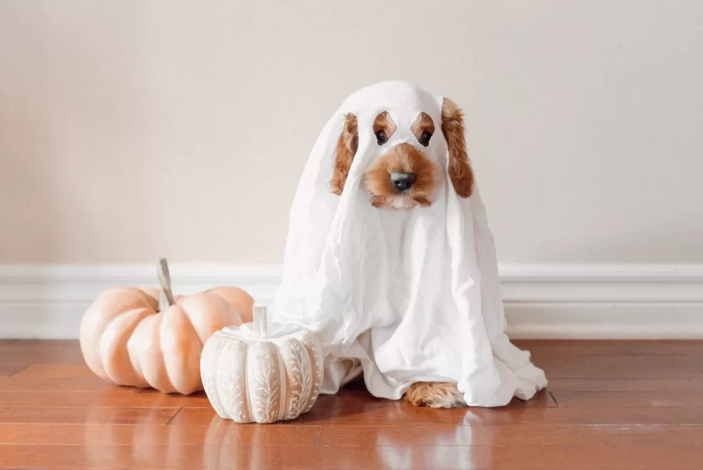 dog's anxiety in halloween