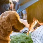 Here is how to deal with the loss of a pet: 7 practical ways to cope