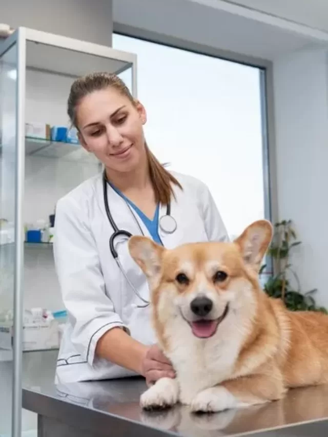 Importance of Regular vet check ups for dogs