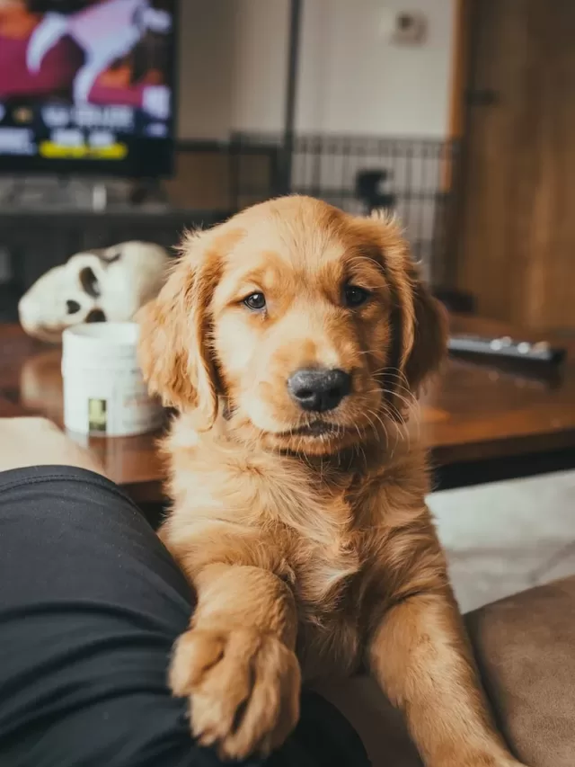 Bringing Home a Puppy? Know How To Prepare