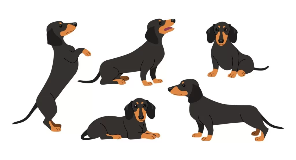 Understanding dog body language