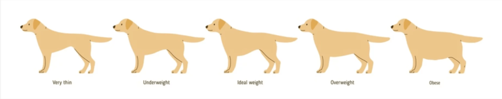 Help Your Dog Lose Weight Without Exercise