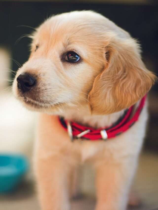 10 Essential Tips for First-Time Dog Owners