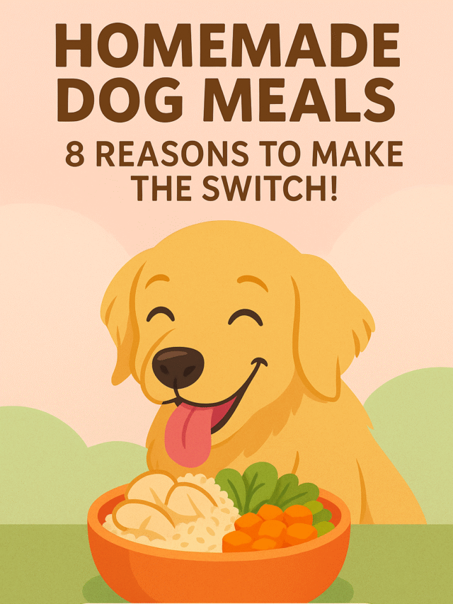 Homemade dog meals: 8 reasons to make the switch!