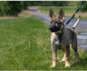 Understanding Reactive Dogs: 7 Lessons I Learned After Losing My First Dog